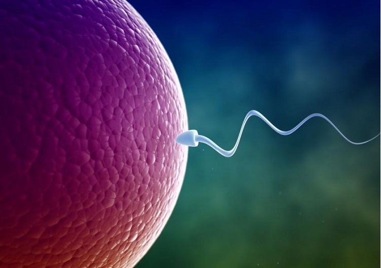 sperm-and-egg