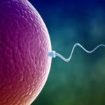 sperm-and-egg