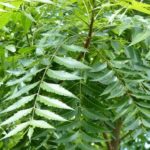 Neem leaves