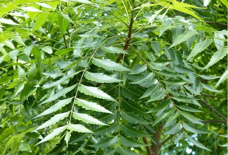 Neem leaves