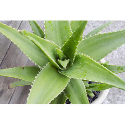 aloe vera baby plant