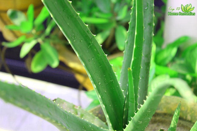 aloe vera