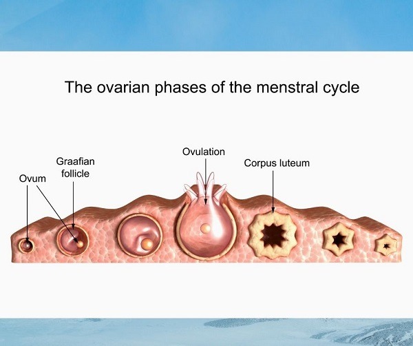 No Ovulation