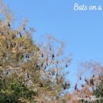 Bats on a Tree