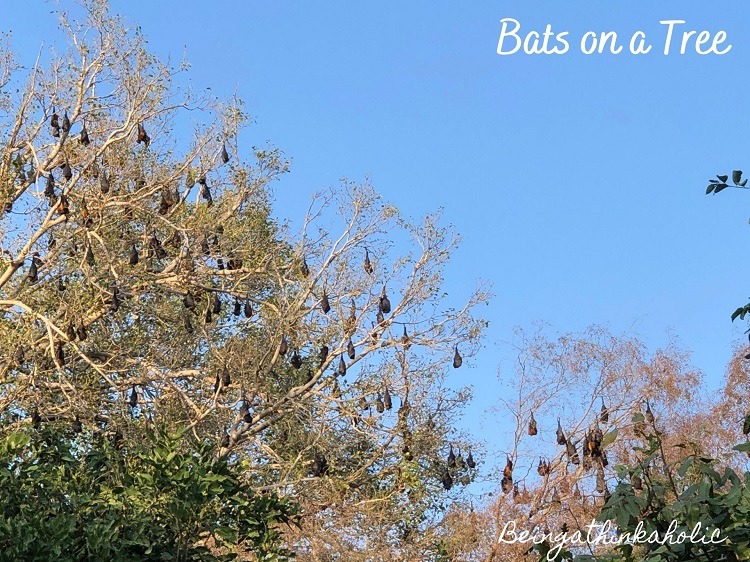 Bats on a Tree
