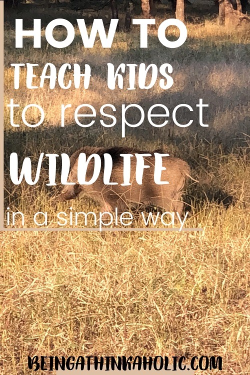 teach kids to respect wildlife
