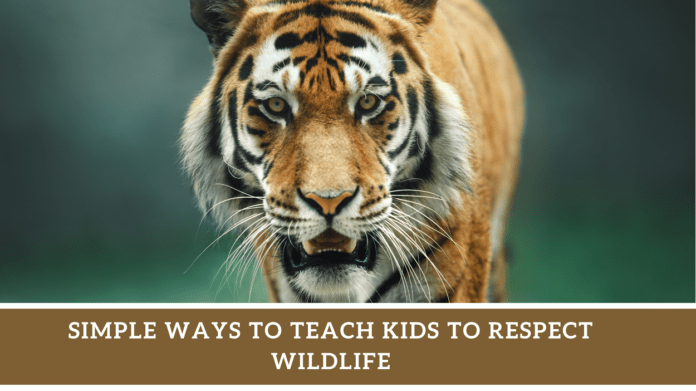 SIMPLE WAYS TO TEACH KIDS TO RESPECT WILDLIFE