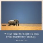 how to protect wildlife